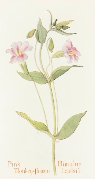 Pink Monkey Flower  by Margaret Armstrong - Hand-Painted Oil Painting Reproduction