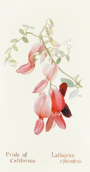 Pride of California  by Margaret Armstrong - Hand-Painted Oil Painting Reproduction