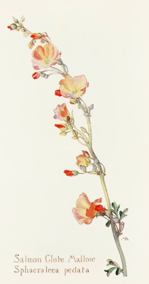 Salmon Globe Mallow by Margaret Armstrong Oil Painting