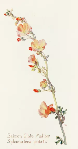 Salmon Globe Mallow by Margaret Armstrong Oil Painting