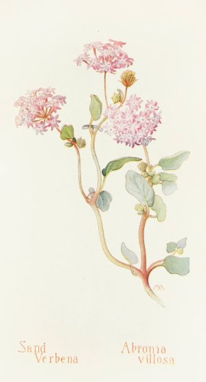 Sand-Verbena by Margaret Armstrong Oil Painting