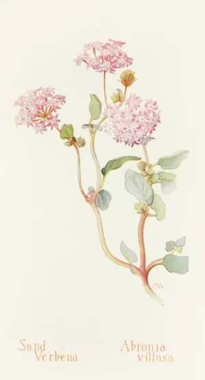 Sand-Verbena by Margaret Armstrong Oil Painting
