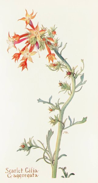 Scarlet Gilia  by Margaret Armstrong - Hand-Painted Oil Painting Reproduction