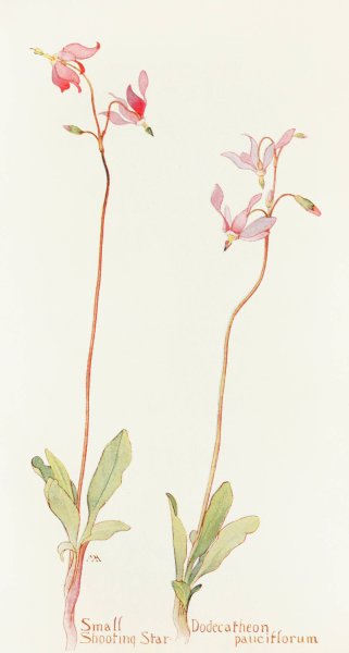 Small Shooting Star  by Margaret Armstrong - Hand-Painted Oil Painting Reproduction