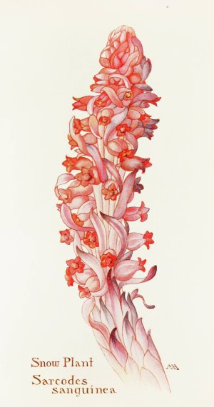 Snow-Plant by Margaret Armstrong Oil Painting