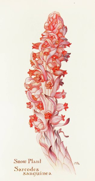 Snow-Plant  by Margaret Armstrong - Hand-Painted Oil Painting Reproduction