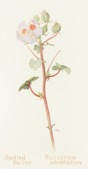 Spotted Mallow by Margaret Armstrong Oil Painting