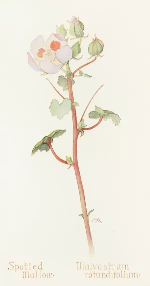 Spotted Mallow by Margaret Armstrong Oil Painting