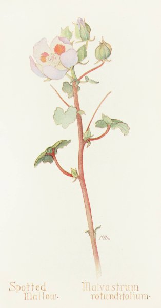 Spotted Mallow  by Margaret Armstrong - Hand-Painted Oil Painting Reproduction