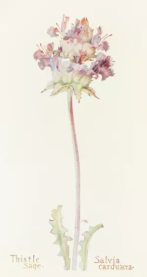 Thistle Sage by Margaret Armstrong Oil Painting