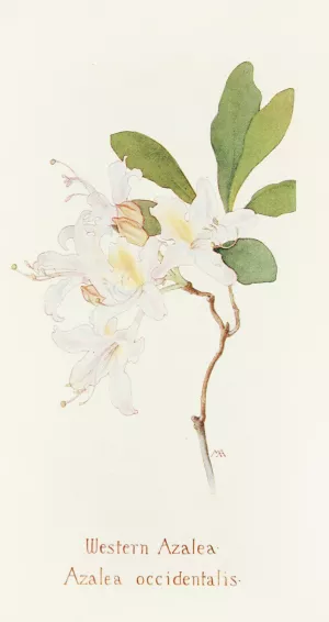 Western Azalea by Margaret Armstrong Oil Painting