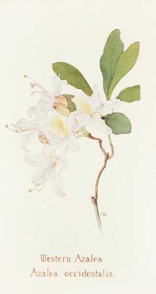 Western Azalea  by Margaret Armstrong - Hand-Painted Oil Painting Reproduction