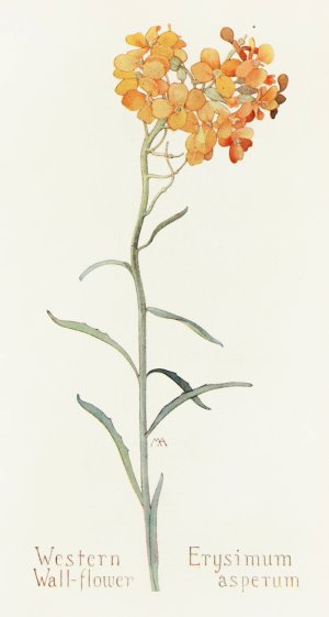 Western Wallflower by Margaret Armstrong Oil Painting