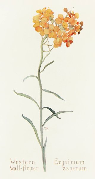 Western Wallflower  by Margaret Armstrong - Hand-Painted Oil Painting Reproduction