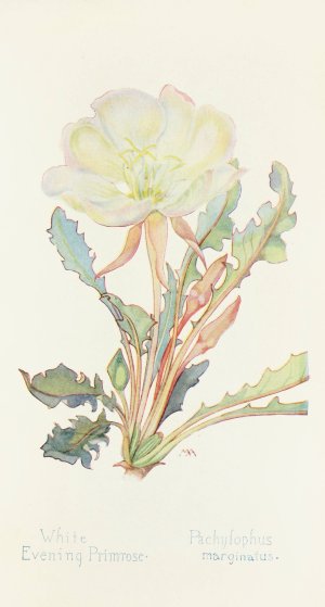 White Evening Primrose by Margaret Armstrong Oil Painting