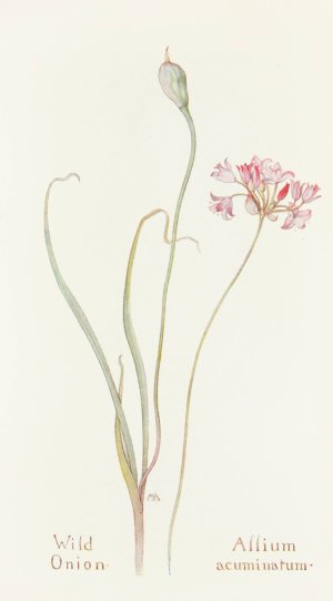 Wild Onion by Margaret Armstrong Oil Painting