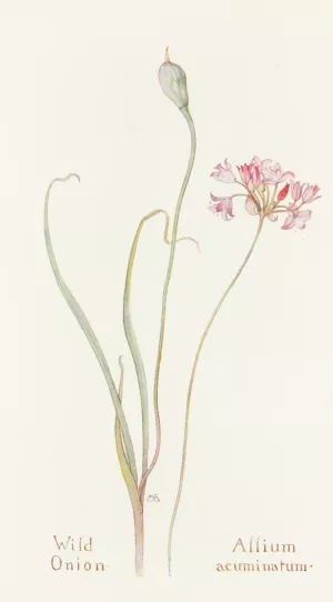 Wild Onion by Margaret Armstrong Oil Painting