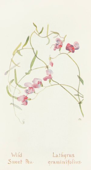 Wild Sweet Pea by Margaret Armstrong Oil Painting