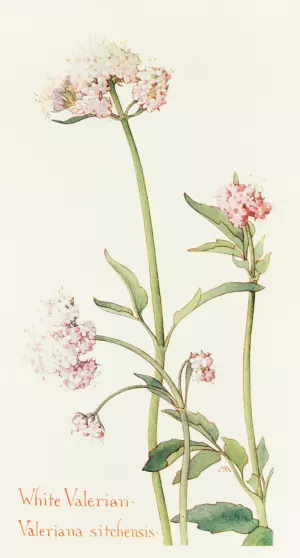 Wild Valerian by Margaret Armstrong Oil Painting