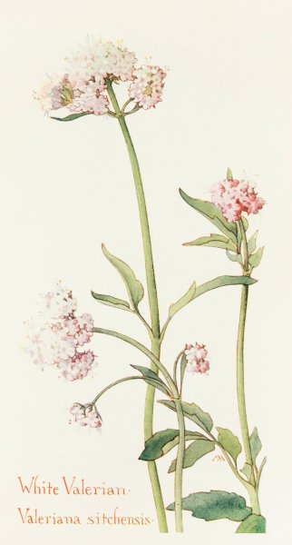 Wild Valerian  by Margaret Armstrong - Hand-Painted Oil Painting Reproduction