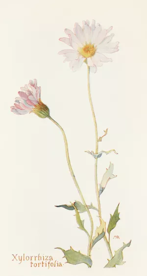 Xylorrhiza tortifolia by Margaret Armstrong Oil Painting