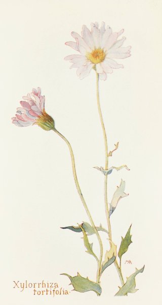 Xylorrhiza tortifolia  by Margaret Armstrong - Hand-Painted Oil Painting Reproduction
