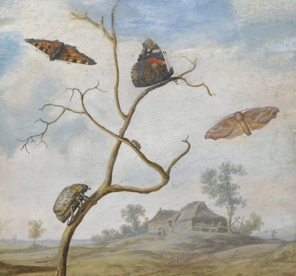 Main Product Photo of A Cockchafer On A Branch, Two Butterflies, A Moth And A Small Beetle Above, And A Landscape Behind Painting by Margareta De Heer