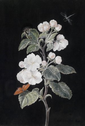 Apfelbluten by Margaretha Barbara Dietzsch Oil Painting
