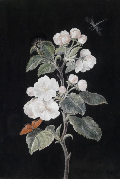 Main Product Photo of Apfelbluten Painting by Margaretha Barbara Dietzsch