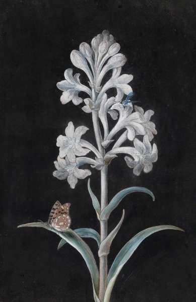 Weise Hyacinthe by Margaretha Barbara Dietzsch - Hand-Painted Oil Painting Reproduction