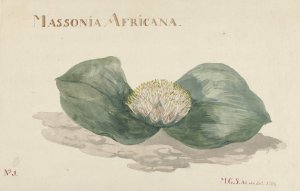 Bloem Massonia Africana by Maria Geertruida Barbiers-Snabilie Oil Painting