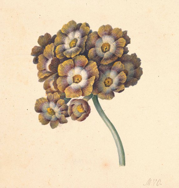 Main Product Photo of Bloemenstudie  Painting by Maria Margaretha Van Os