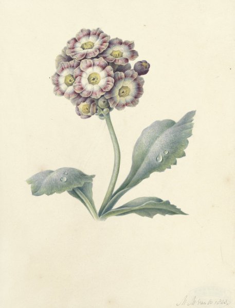 Main Product Photo of Bloemenstudie  Painting by Maria Margaretha Van Os