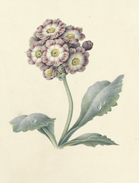 Main Product Photo of Bloemenstudie  Painting by Maria Margaretha Van Os