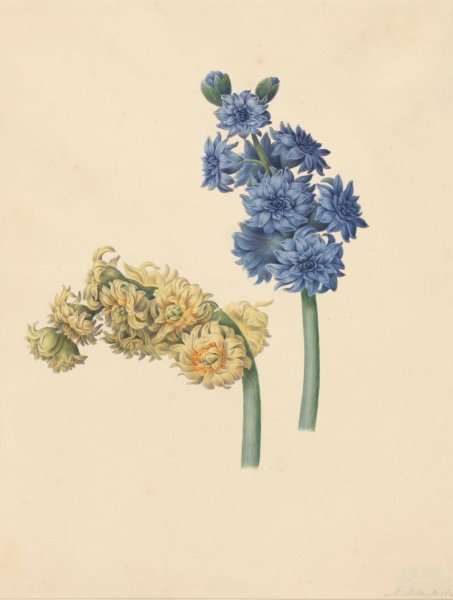 Main Product Photo of Twee hyacinten  Painting by Maria Margaretha Van Os