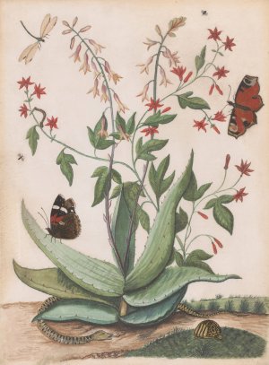 Vlinders, een slang en een schildpad rondom een bloeiende agave Oil painting by Maria Monninckx