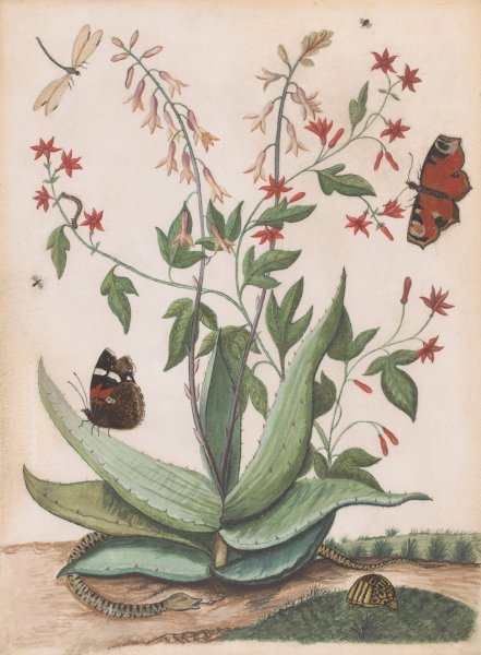 Vlinders, een slang en een schildpad rondom een bloeiende agave  by Maria Monninckx - Hand-Painted Oil Painting Reproduction
