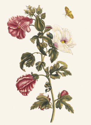 Althea by Maria Sibylla Merian Oil Painting