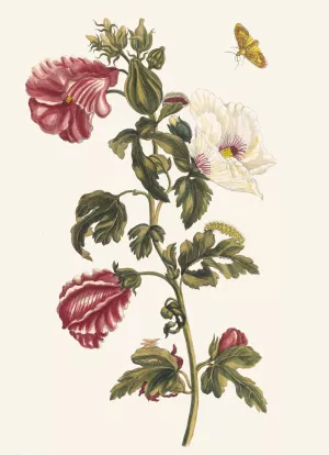 Althea by Maria Sibylla Merian Oil Painting
