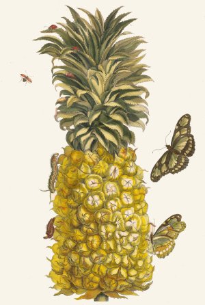 Ananas mur by Maria Sibylla Merian Oil Painting