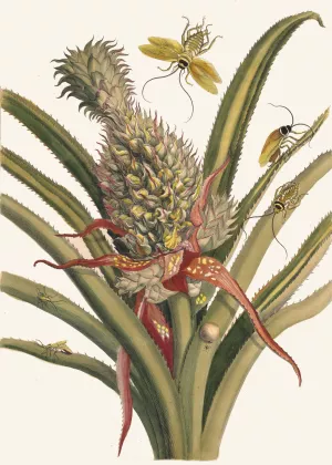 Ananas by Maria Sibylla Merian Oil Painting