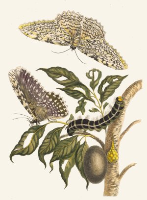 Arbre de gomme-gutte by Maria Sibylla Merian Oil Painting