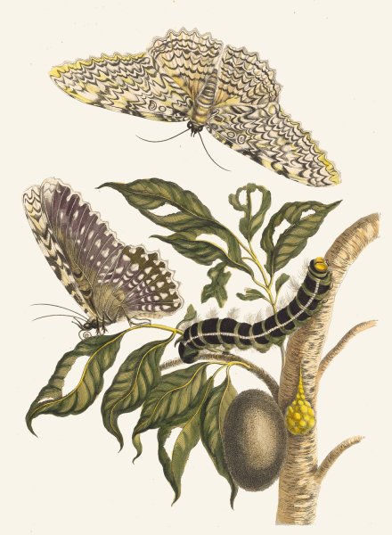 Arbre de gomme-gutte  by Maria Sibylla Merian - Hand-Painted Oil Painting Reproduction