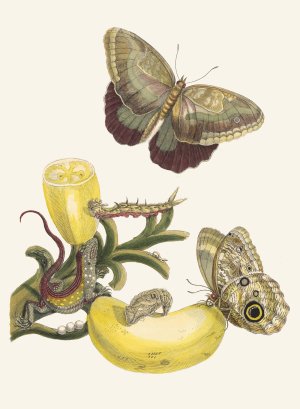 Baccores by Maria Sibylla Merian Oil Painting