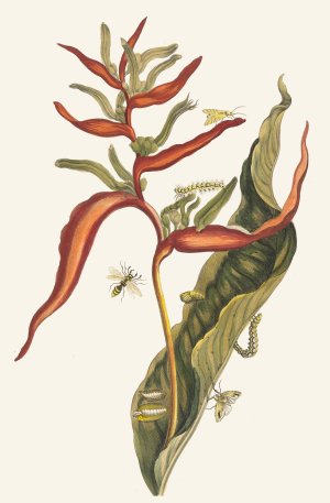Ballia by Maria Sibylla Merian Oil Painting