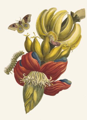 Banane by Maria Sibylla Merian Oil Painting