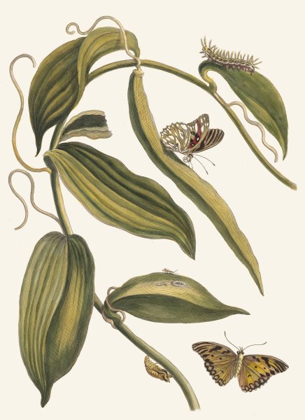 Banille  by Maria Sibylla Merian - Hand-Painted Oil Painting Reproduction