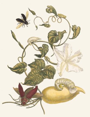 Battattes by Maria Sibylla Merian Oil Painting