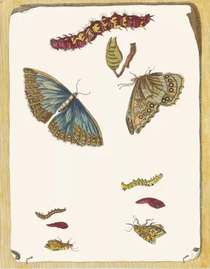 Blue butterflies by Maria Sibylla Merian Oil Painting