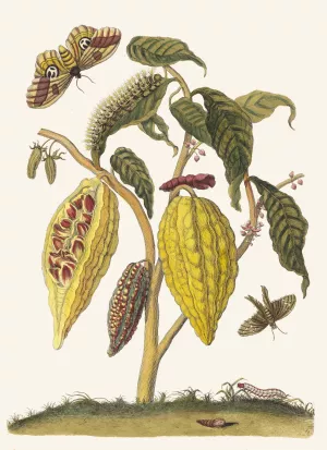 Cacao Oil painting by Maria Sibylla Merian